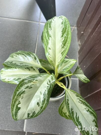 Комнатные цветы Аглаонема Сильвер Бей