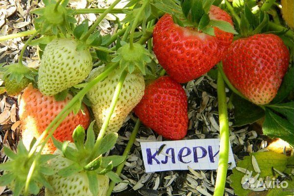 Рассада клубники клери