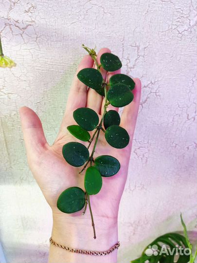 Хойя на срез