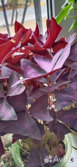 Герани, кислица, сенполии, и др