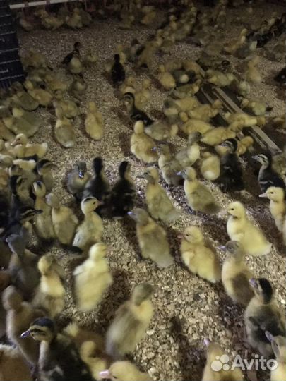 Бройлер,утята,гуси,муларды, индюшата