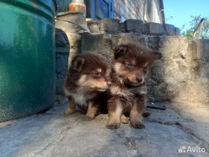 Щенки в добрые руки