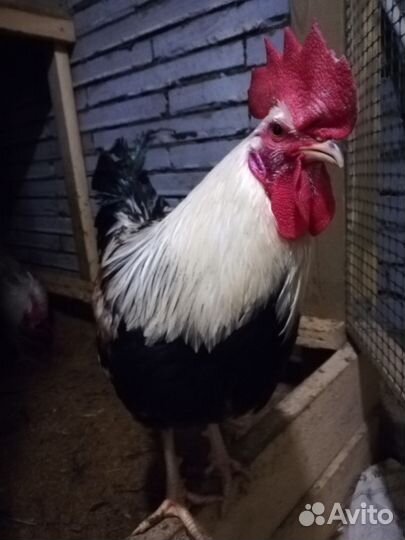 Петухи