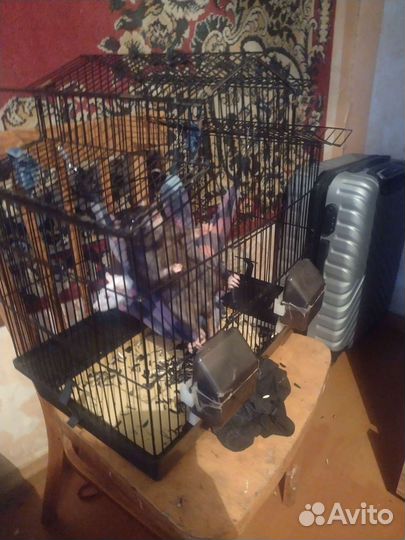 Клетка для крыс