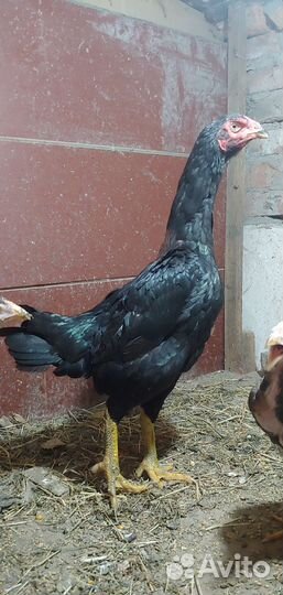 Бойцовых петух