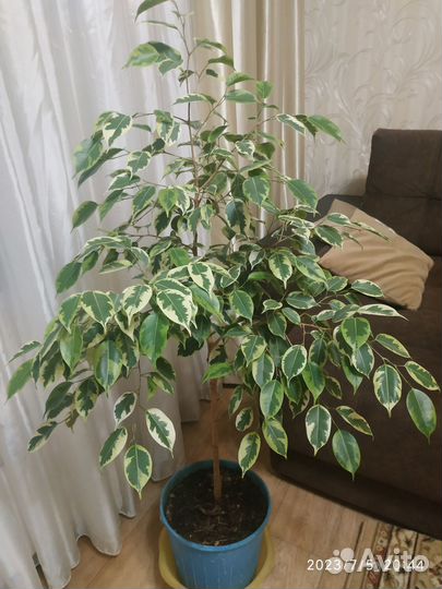 Фикус Голден Кинг