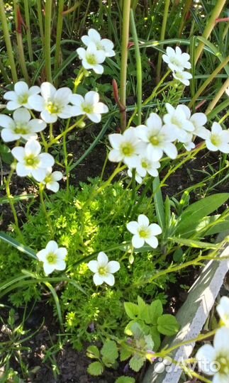 Молодило, очитки