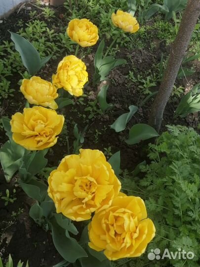 Тюльпаны махровые луковицы