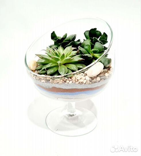 Цветы во флорариуме