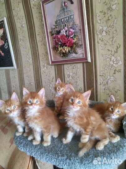 Котята мейн-кун