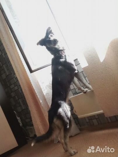 Собака в добрые руки отдам бесплатно