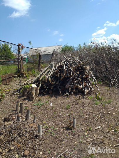 Спиленные деревья