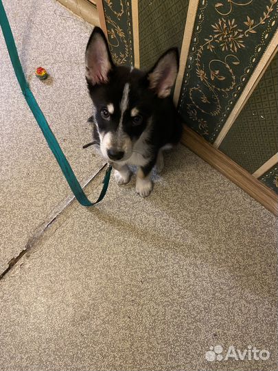 Щенок в добрые руки бесплатно мальчик