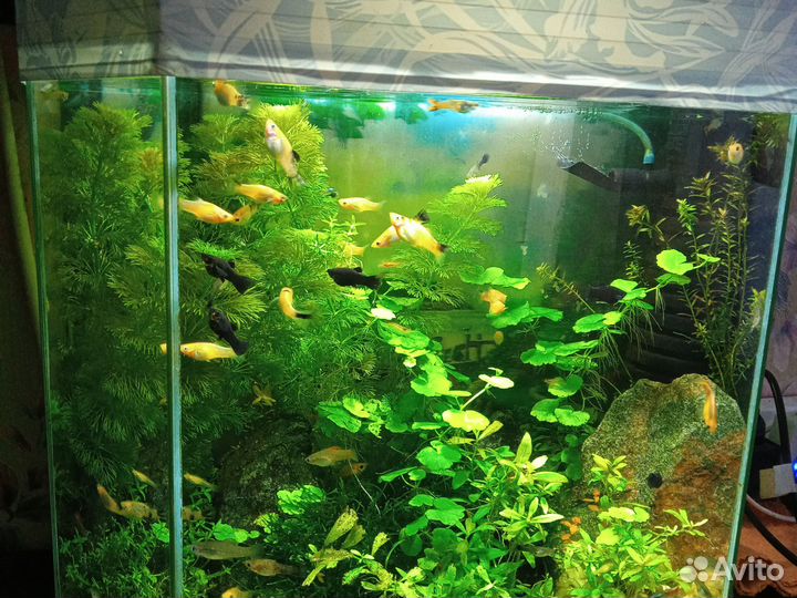 Аквариумные рыбки