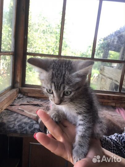 Кошка