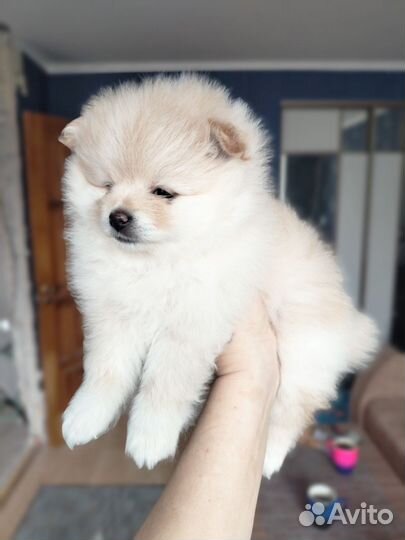 Щенки шпица мини