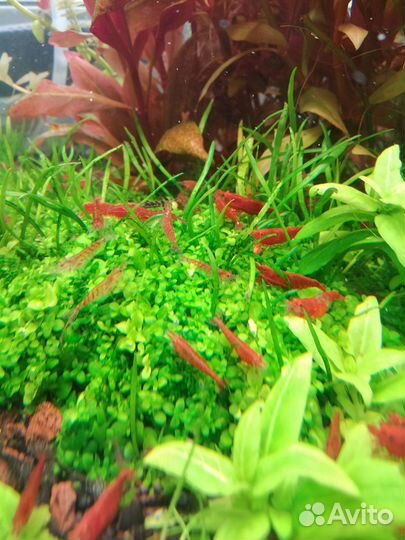 Креветки вишня аквариумные