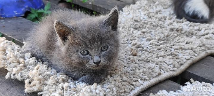 Котята в добрые руки бесплатно