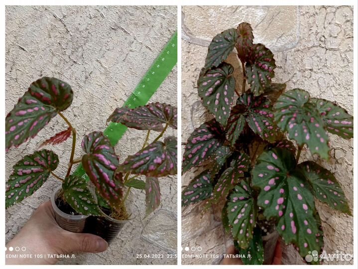 Бегонии природники (кейн, шраб)