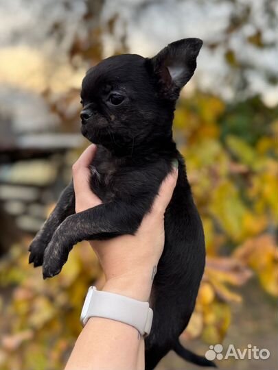 Мальчик кш для резерва