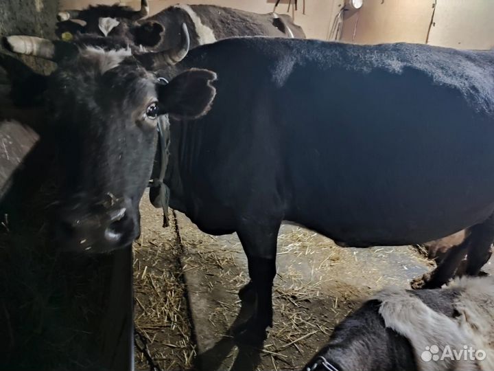 Корова стельная