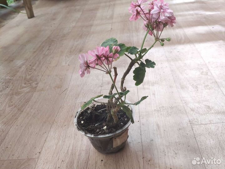 Пеларгония Оккольд Лагуна