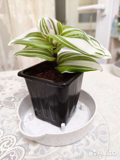 Традесканция белоцветковая