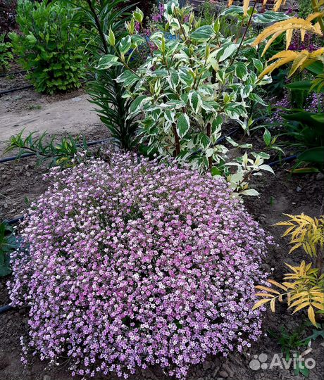 Многолетние растения для сада