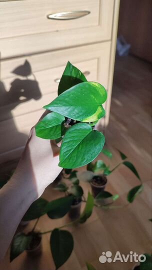 Эпипремнум золотистый