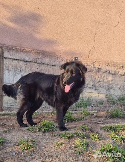 Собака в добрые руки отдам бесплатно