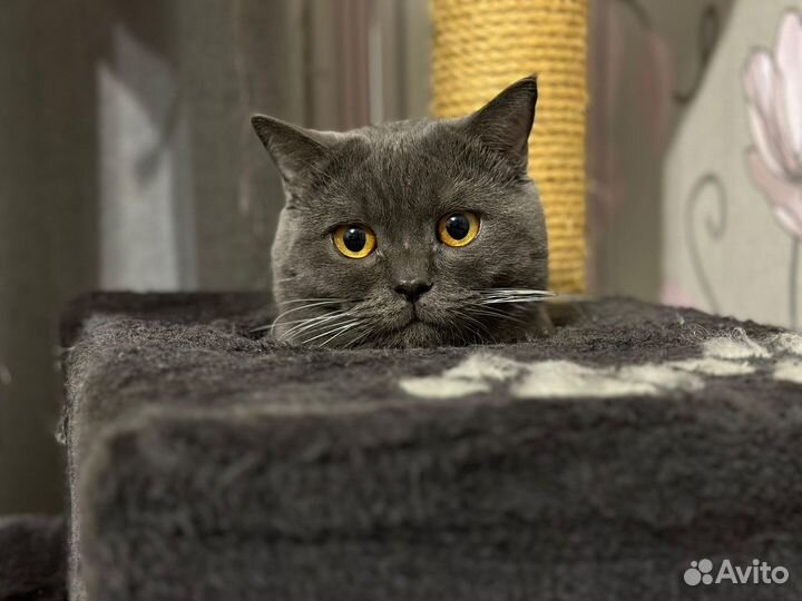 Вязка с шотландским котом случка