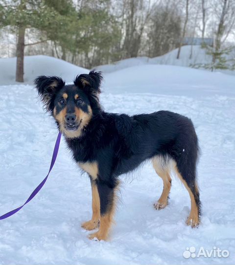 Собака в добрые руки