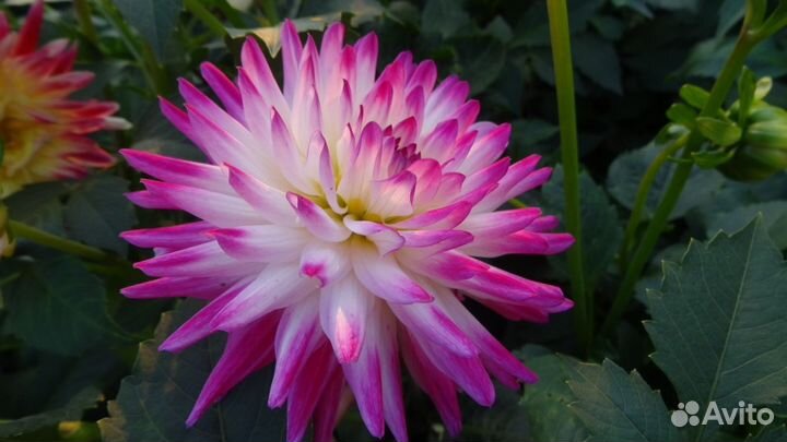 Клубни георгин