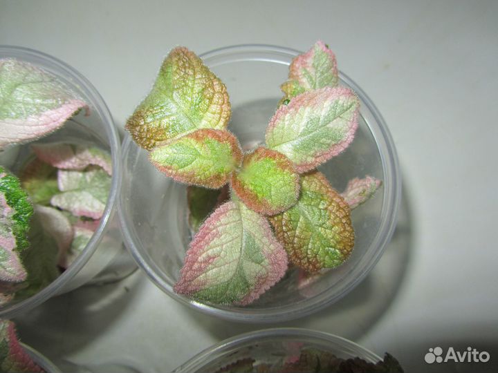 Акварельная эписция Noid