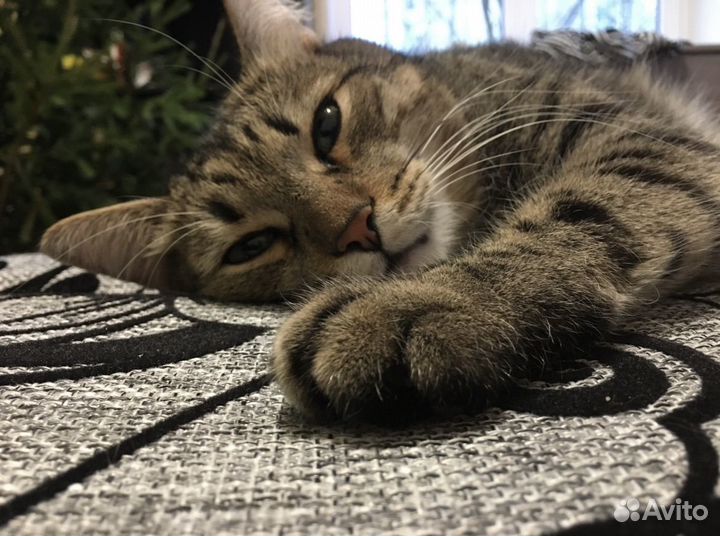 Семья котиков ищет дом