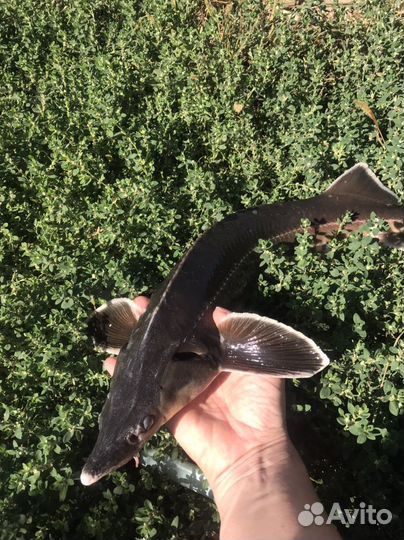 Живая рыба.Sтерлядь