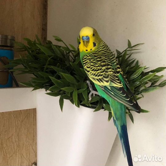 Передержка попугаев, грызунов, кроликов, шиншилл