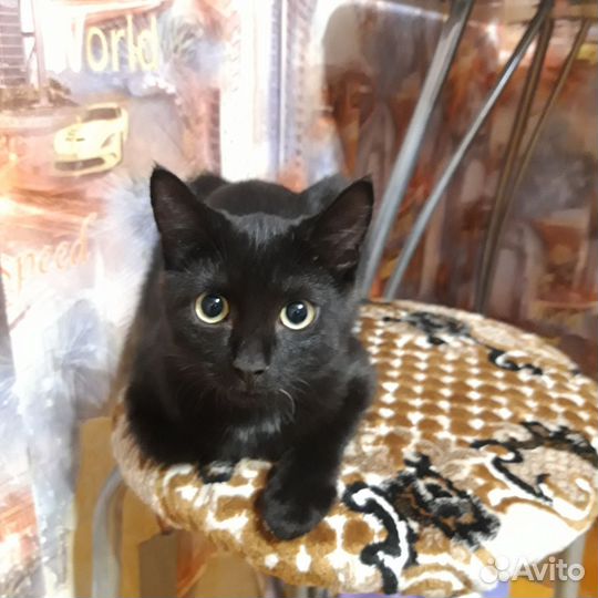 Кошка,кот