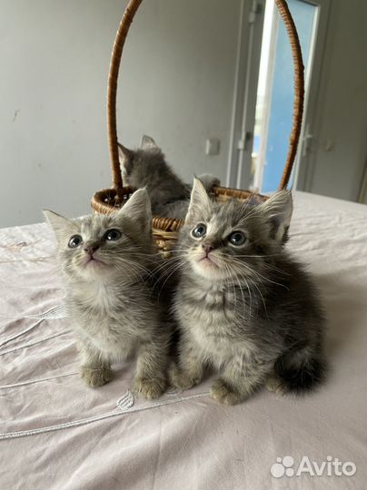 Прекрасные котята, в самые заботливые руки