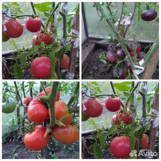 Семена томатов и перцев