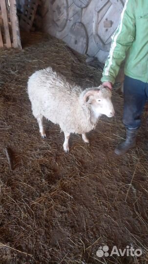 Овцы бараны