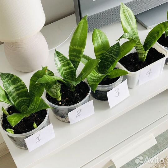 Сансевиерия Futura Robusta, сортовая