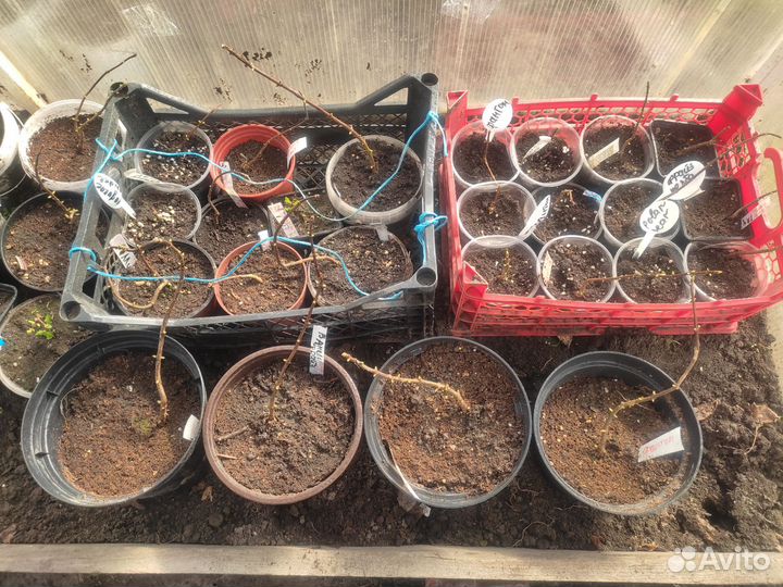 Гортензия метельчатая