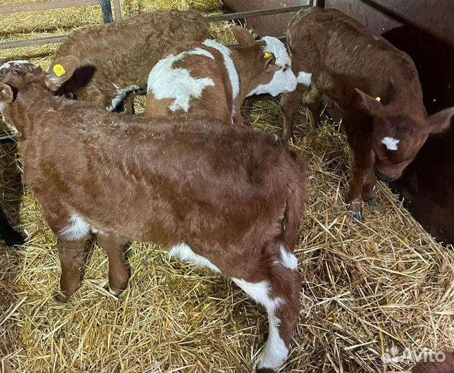 О Бычки и Тёлки на откорм