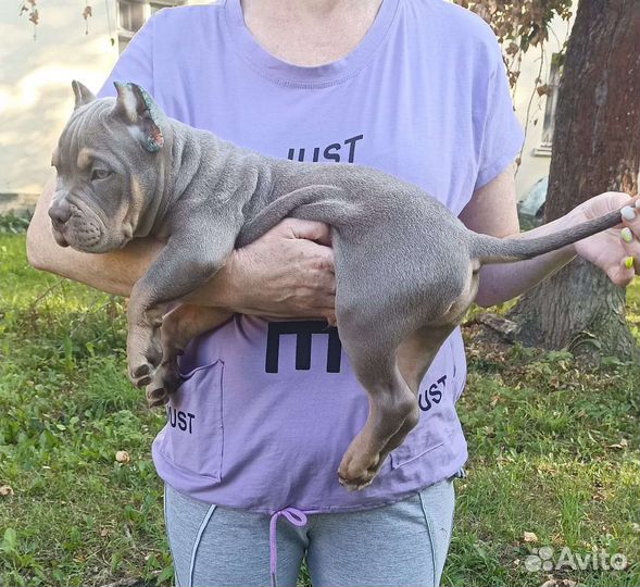 Щенок американского булли