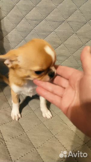 Девочка чихуахуа