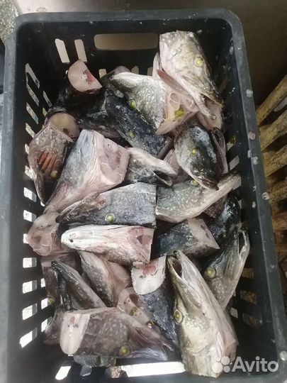 Головы щуки