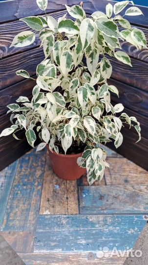 Фикус Де Гантель