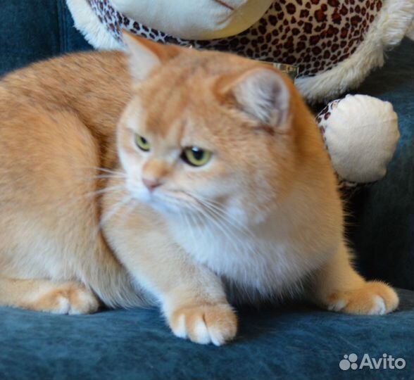 Золотые шиншиллы в разведение