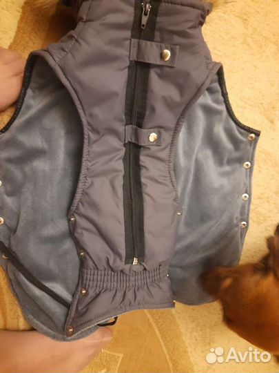 Новый теплый комбинезон для таксы